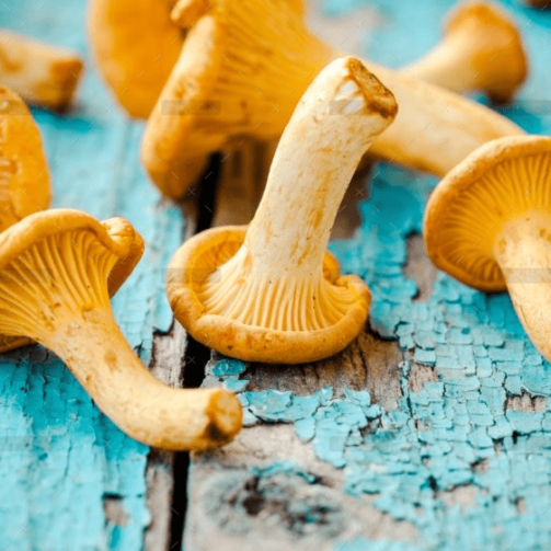 demo-attachment-1548-fresh-chanterelle-mushrooms-on-a-wooden-P5YD4CZ@2x
